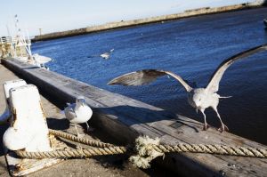 goth whitby 115.jpg